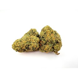 Gelato 41