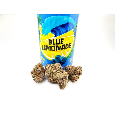 Blue Lemonade (North Bay Gardens x Sure Fire Selects)