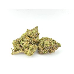 Belladonna