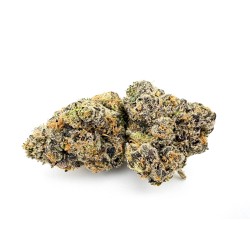 Versace (Wizard Trees)